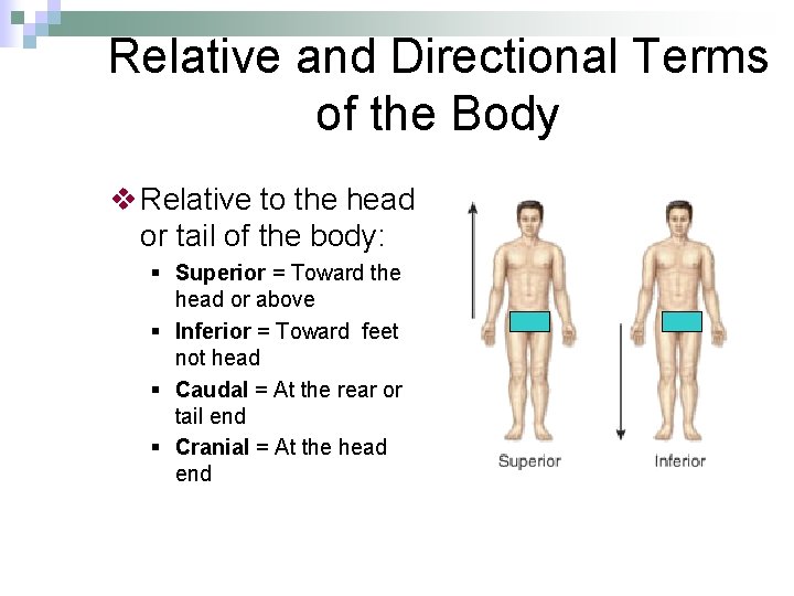 Relative and Directional Terms of the Body v Relative to the head or tail