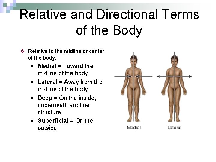 Relative and Directional Terms of the Body v Relative to the midline or center