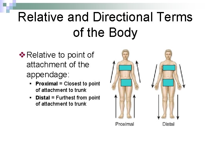 Relative and Directional Terms of the Body v Relative to point of attachment of