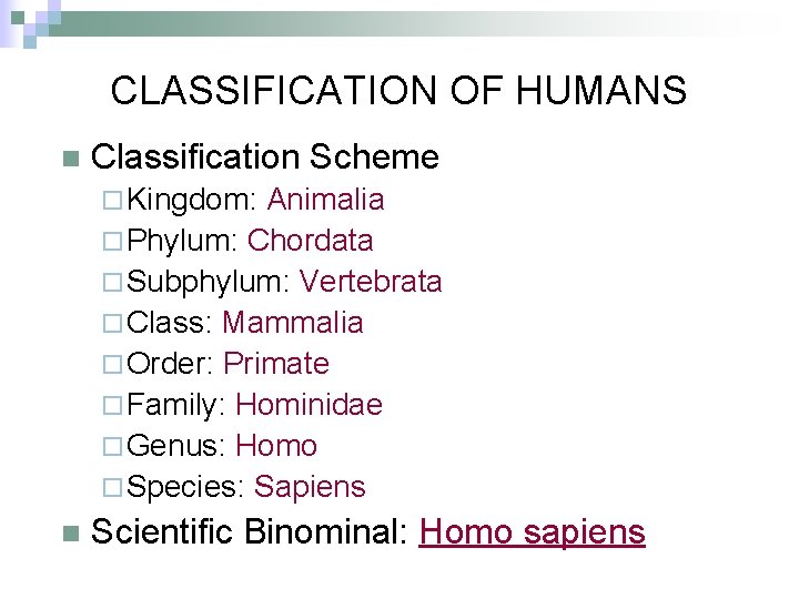 CLASSIFICATION OF HUMANS n Classification Scheme ¨ Kingdom: Animalia ¨ Phylum: Chordata ¨ Subphylum: