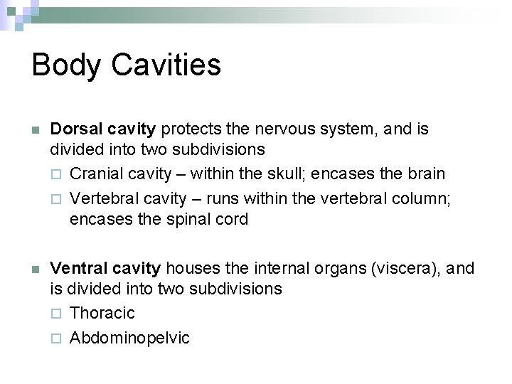 Body Cavities n Dorsal cavity protects the nervous system, and is divided into two