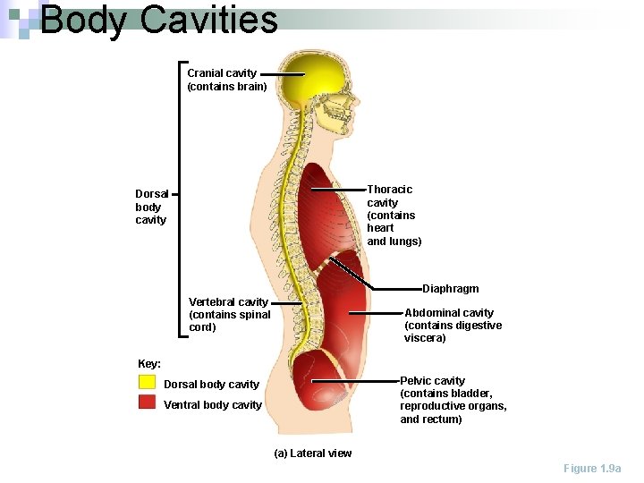 Body Cavities Cranial cavity (contains brain) Thoracic cavity (contains heart and lungs) Dorsal body