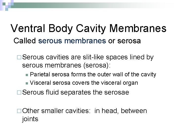 Ventral Body Cavity Membranes Called serous membranes or serosa ¨ Serous cavities are slit-like