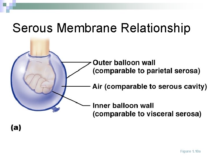 Serous Membrane Relationship Figure 1. 10 a 