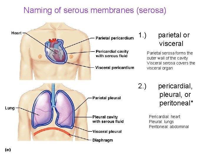 Naming of serous membranes (serosa) 1. ) parietal or visceral Parietal serosa forms the