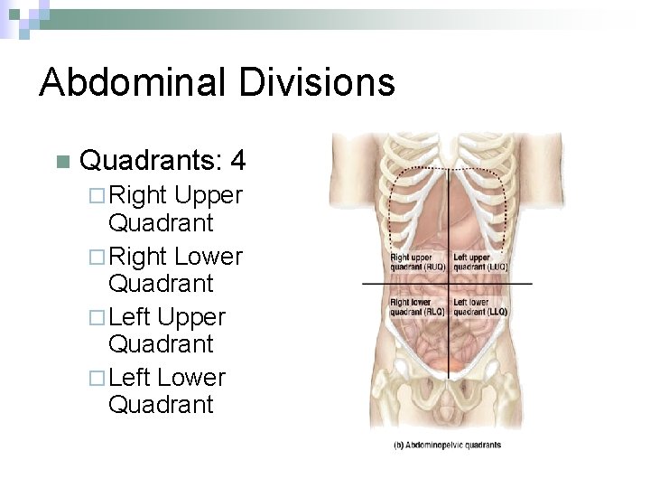 Abdominal Divisions n Quadrants: 4 ¨ Right Upper Quadrant ¨ Right Lower Quadrant ¨