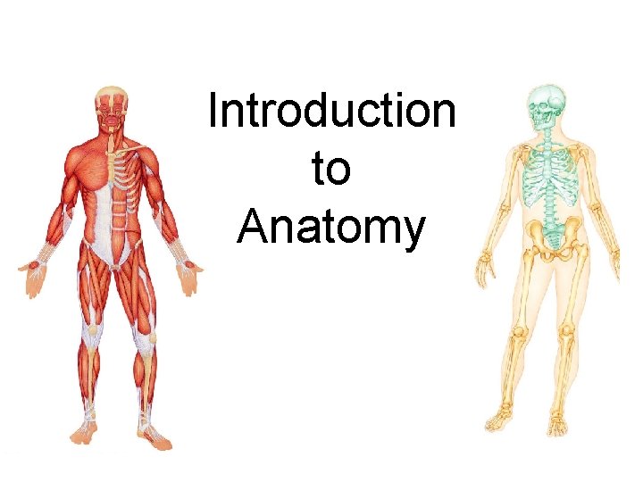 Introduction to Anatomy (a) 