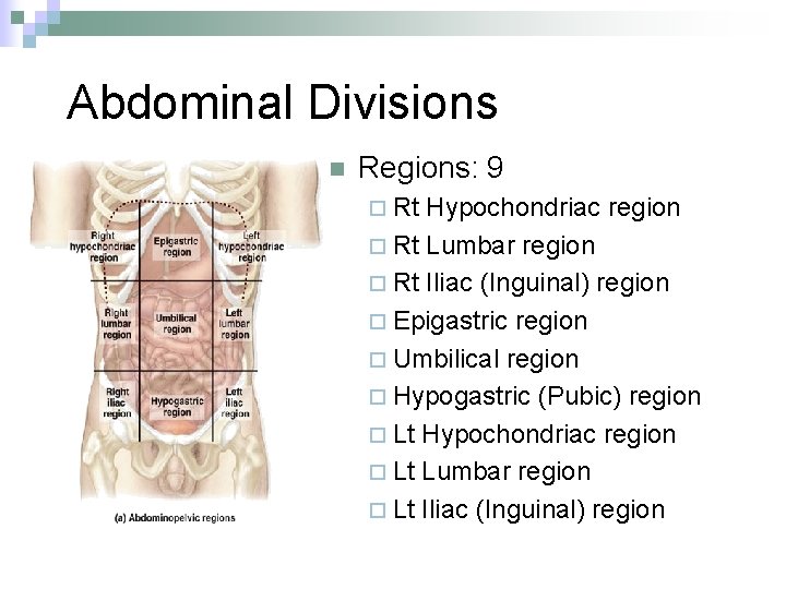 Abdominal Divisions n Regions: 9 ¨ Rt Hypochondriac region ¨ Rt Lumbar region ¨