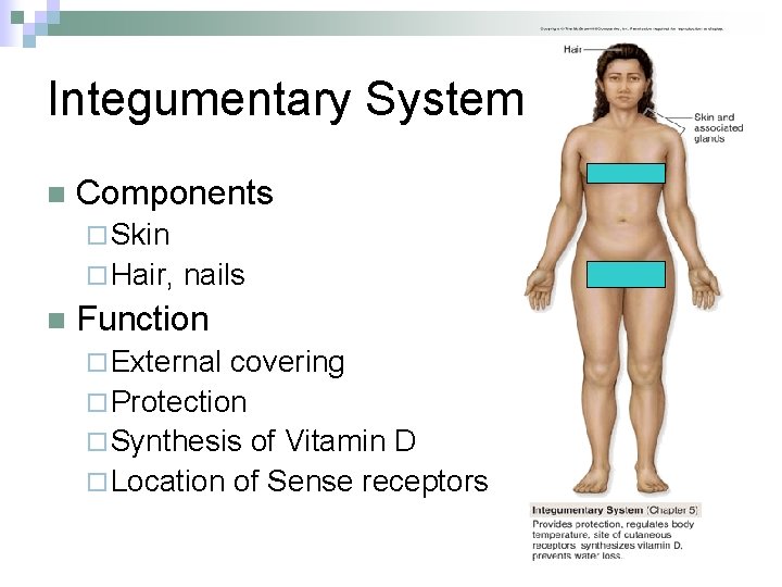 Integumentary System n Components ¨ Skin ¨ Hair, n nails Function ¨ External covering