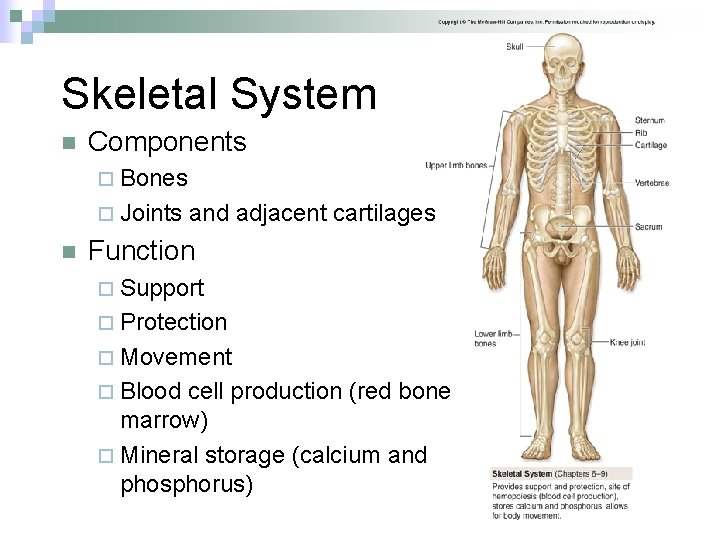 Skeletal System n Components ¨ Bones ¨ Joints n and adjacent cartilages Function ¨