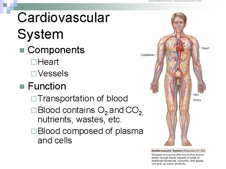 Cardiovascular System n Components ¨ Heart ¨ Vessels n Function ¨ Transportation of blood