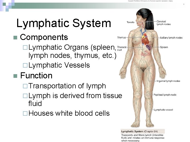Lymphatic System n Components ¨ Lymphatic Organs (spleen, lymph nodes, thymus, etc. ) ¨