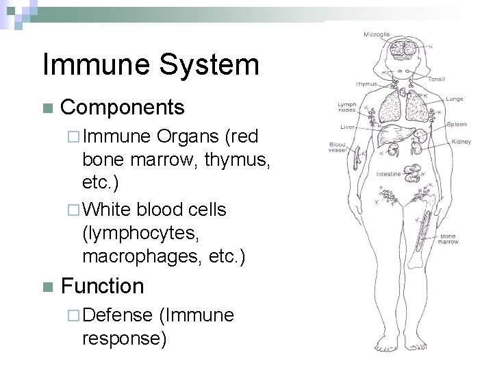 Immune System n Components ¨ Immune Organs (red bone marrow, thymus, etc. ) ¨