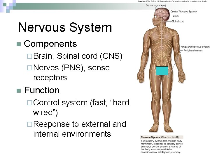 Nervous System n Components ¨ Brain, Spinal cord (CNS) ¨ Nerves (PNS), sense receptors