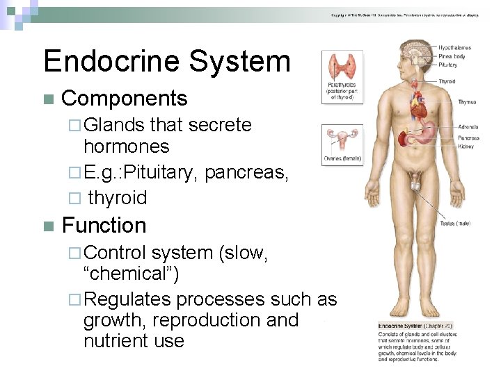 Endocrine System n Components ¨ Glands that secrete hormones ¨ E. g. : Pituitary,