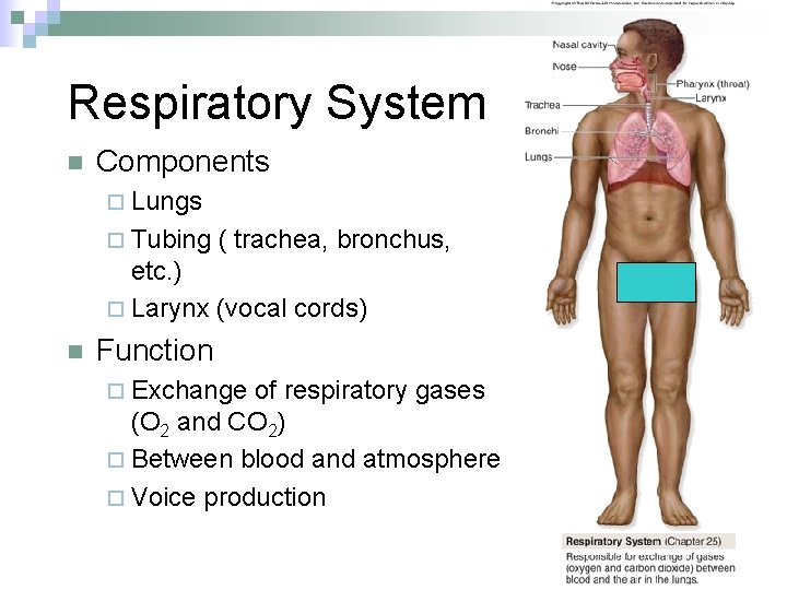 Respiratory System n Components ¨ Lungs ¨ Tubing ( trachea, bronchus, etc. ) ¨