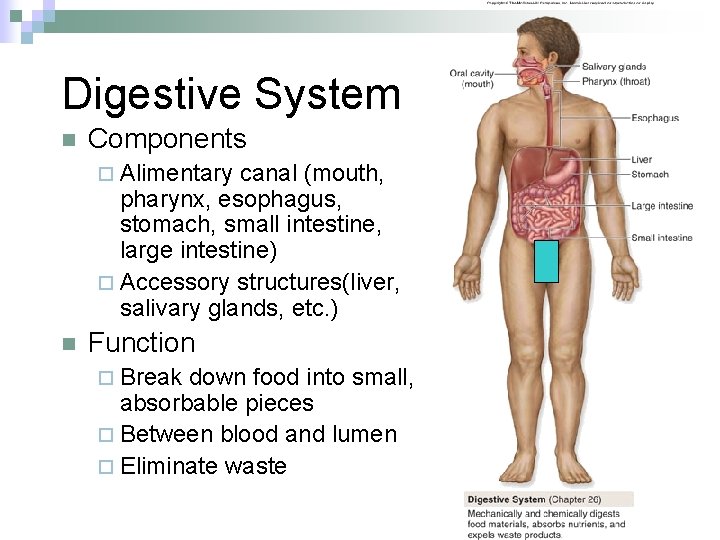 Digestive System n Components ¨ Alimentary canal (mouth, pharynx, esophagus, stomach, small intestine, large