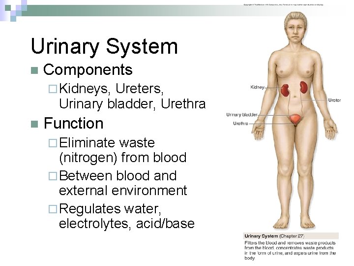 Urinary System n Components ¨ Kidneys, Ureters, Urinary bladder, Urethra n Function ¨ Eliminate