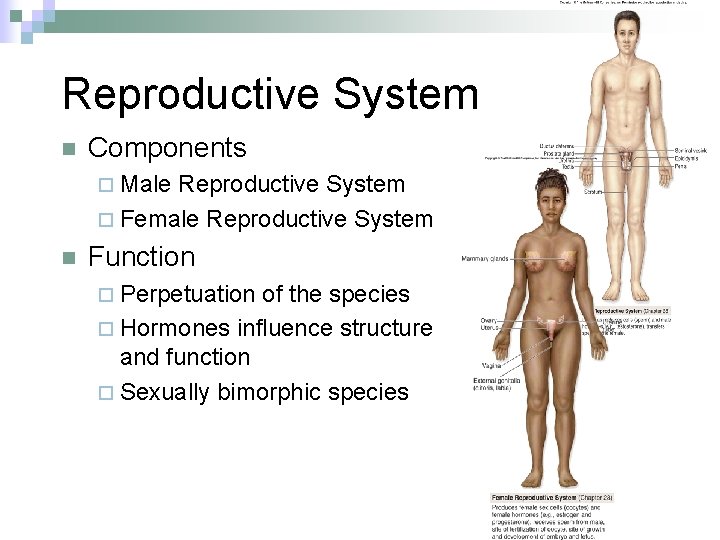 Reproductive System n Components ¨ Male Reproductive System ¨ Female Reproductive System n Function