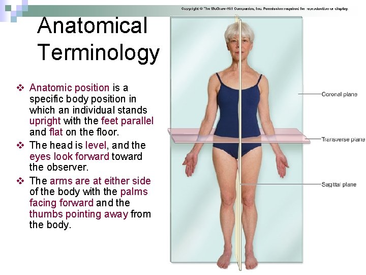 Anatomical Terminology v Anatomic position is a specific body position in which an individual