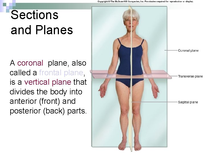 Sections and Planes A coronal plane, also called a frontal plane, is a vertical