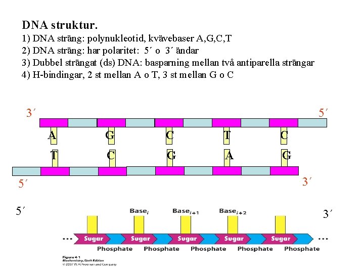 DNA struktur. 1) DNA sträng: polynukleotid, kvävebaser A, G, C, T 2) DNA sträng: