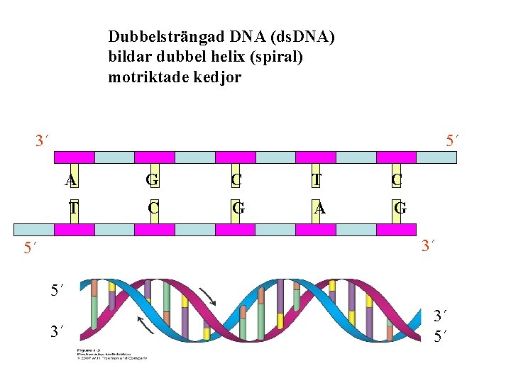 Dubbelsträngad DNA (ds. DNA) bildar dubbel helix (spiral) motriktade kedjor 3´ 5´ A G