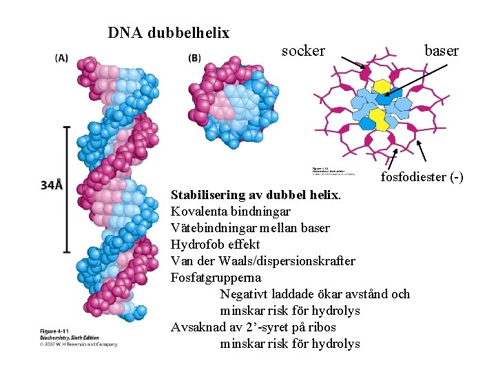 DNA dubbelhelix socker baser fosfodiester (-) Stabilisering av dubbel helix. Kovalenta bindningar Vätebindningar mellan