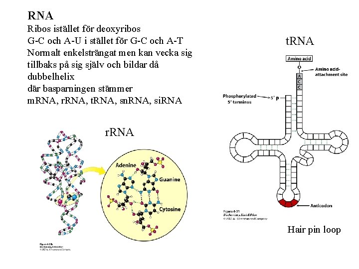 RNA Ribos istället för deoxyribos G-C och A-U i stället för G-C och A-T