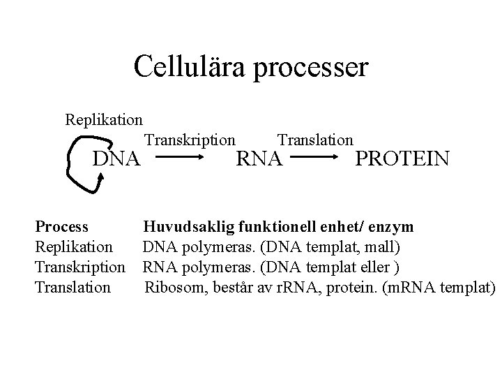 Cellulära processer Replikation DNA Transkription Translation RNA PROTEIN Process Huvudsaklig funktionell enhet/ enzym Replikation