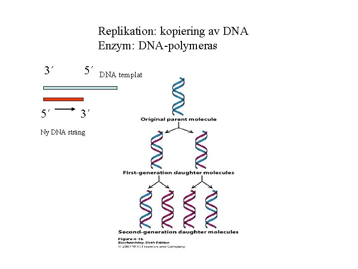 Replikation: kopiering av DNA Enzym: DNA-polymeras 3´ 5´ 5´ 3´ Ny DNA sträng DNA