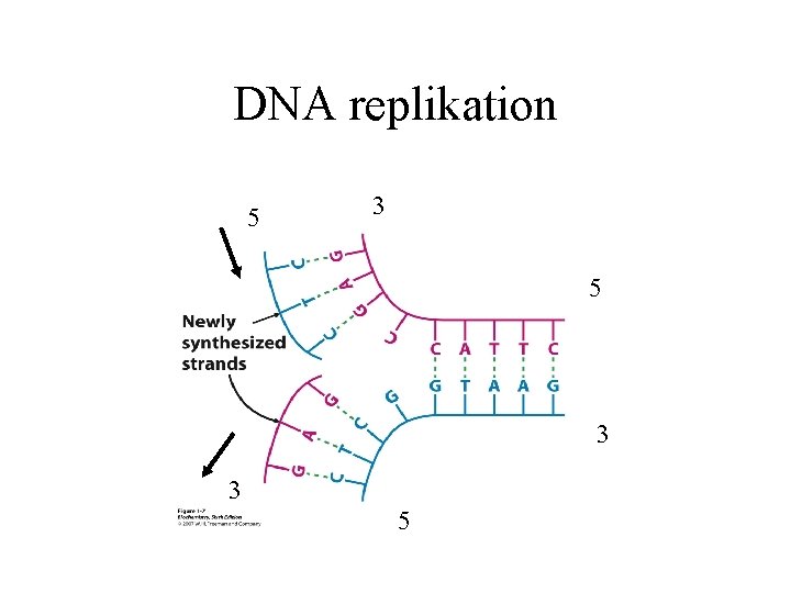 DNA replikation 5 3 3 5 