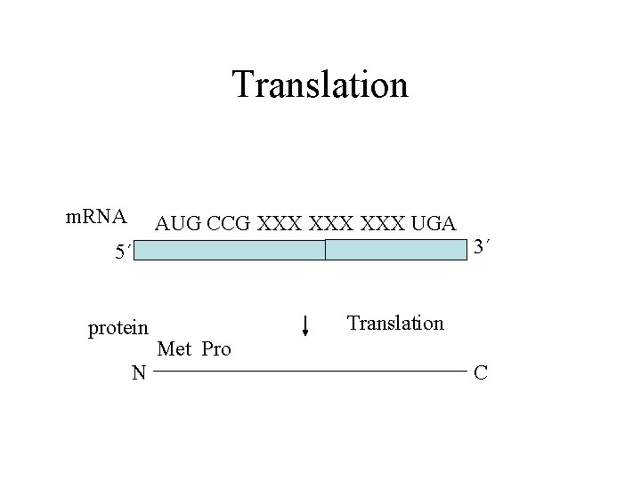 Translation m. RNA AUG CCG XXX XXX UGA 3´ 5´ protein N Translation Met