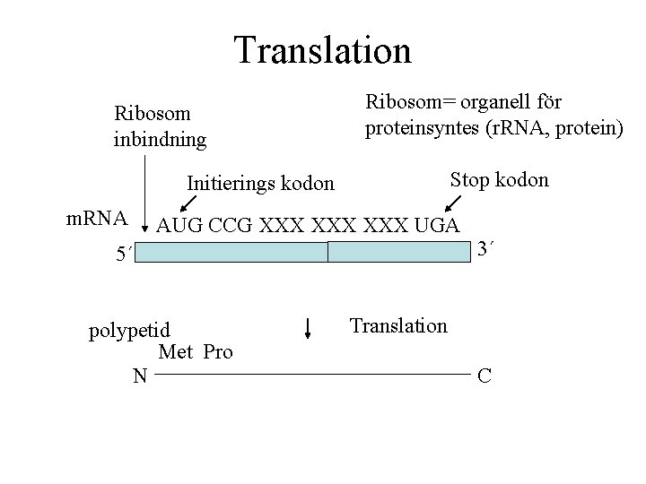 Translation Ribosom inbindning Ribosom= organell för proteinsyntes (r. RNA, protein) Stop kodon Initierings kodon