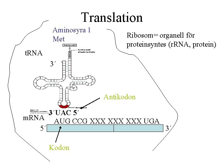 Translation Aminosyra 1 Met Ribosom= organell för proteinsyntes (r. RNA, protein) t. RNA 3´