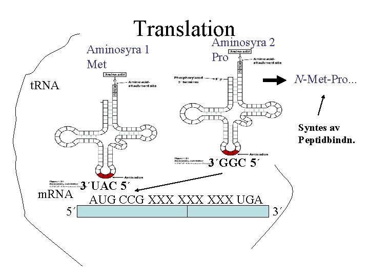 Translation Aminosyra 2 Aminosyra 1 Met Pro N-Met-Pro. . . t. RNA Syntes av