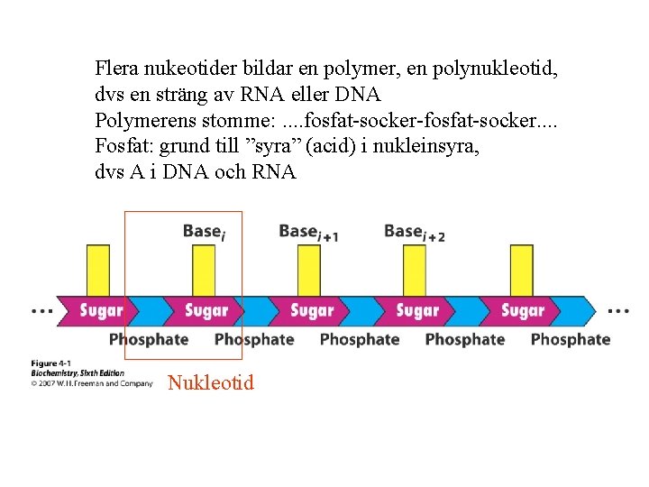 Flera nukeotider bildar en polymer, en polynukleotid, dvs en sträng av RNA eller DNA