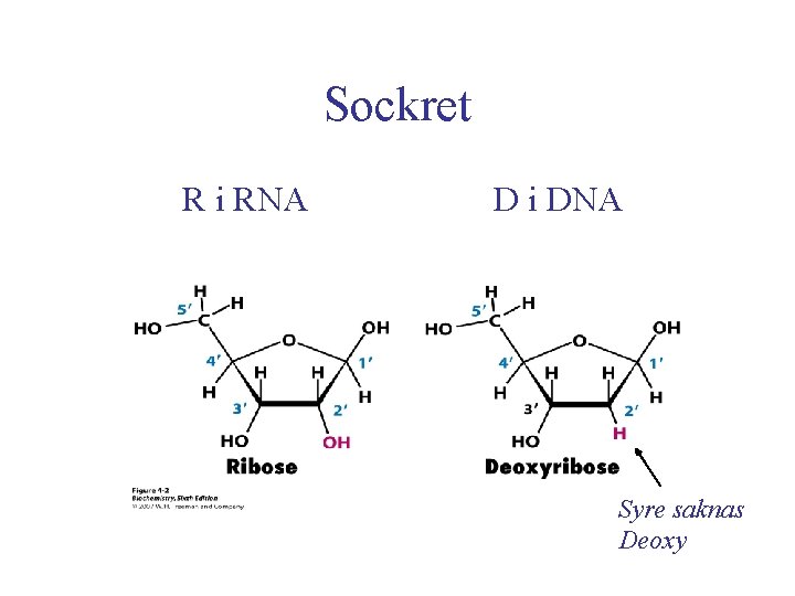 Sockret R i RNA D i DNA Syre saknas Deoxy 