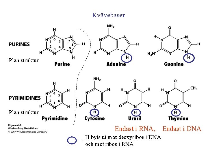 Kvävebaser Plan struktur Endast i RNA, H byts ut mot deoxyribos i DNA =