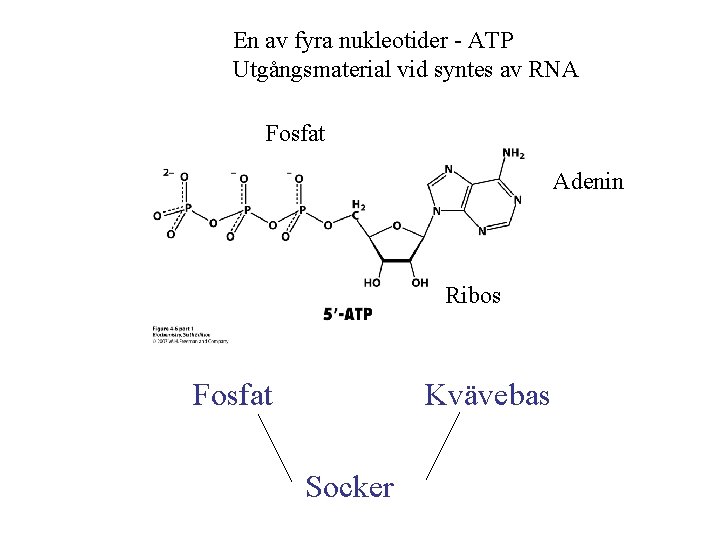 En av fyra nukleotider - ATP Utgångsmaterial vid syntes av RNA Fosfat Adenin Ribos