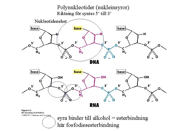 Polynukleotider (nukleinsyror) Riktning för syntes 5’ till 3’ Nukleotidenehet syra binder till alkohol =