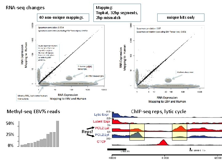 RNA-seq changes 40 non-unique mappings. Methyl-seq EBV% reads 0% unique hits only Ch. IP-seq RNA-seq changes 40 non-unique mappings. Methyl-seq EBV% reads 0% unique hits only Ch. IP-seq