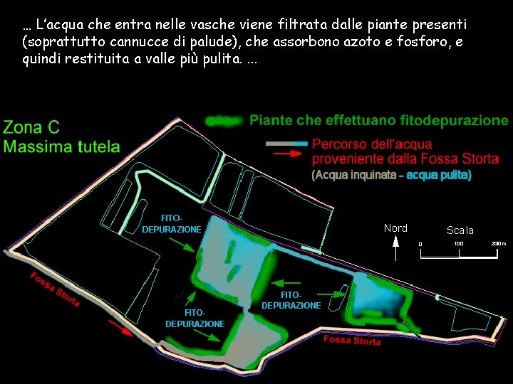 … L’acqua che entra nelle vasche viene filtrata dalle piante presenti (soprattutto cannucce di