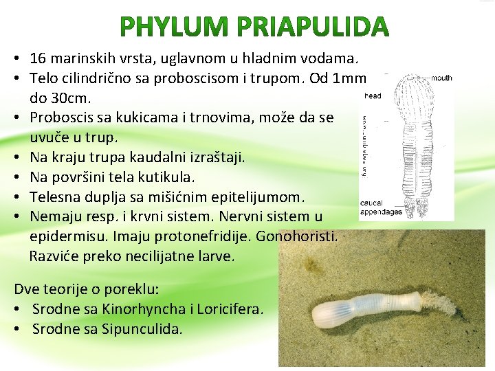  • 16 marinskih vrsta, uglavnom u hladnim vodama. • Telo cilindrično sa proboscisom