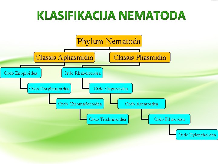 Phylum Nematoda Classis Aphasmidia Ordo Enoploidea Classis Phasmidia Ordo Rhabditoidea Ordo Dorylaimoidea Ordo Oxyuroidea