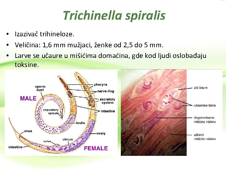 Trichinella spiralis • Izazivač trihineloze. • Veličina: 1, 6 mm mužjaci, ženke od 2,