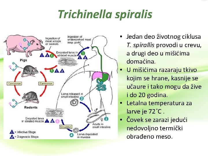 Trichinella spiralis • Jedan deo životnog ciklusa T. spirallis provodi u crevu, a drugi