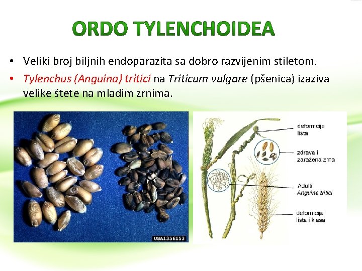  • Veliki broj biljnih endoparazita sa dobro razvijenim stiletom. • Tylenchus (Anguina) tritici