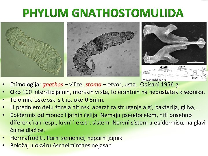 Etimologija: gnathos – vilice, stoma – otvor, usta. Opisani 1956. g. Oko 100 intersticijalnih,