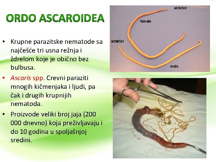  • Krupne parazitske nematode sa najčešće tri usna režnja i ždrelom koje je